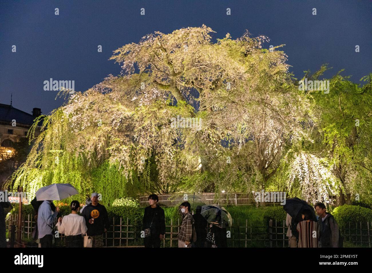 Kyoto Japan spring cherry blossoms flowering, night time cherry blossom sakura weeping cherry tree is illuminated in Kyoto downtown area, Japan,Asia Stock Photo