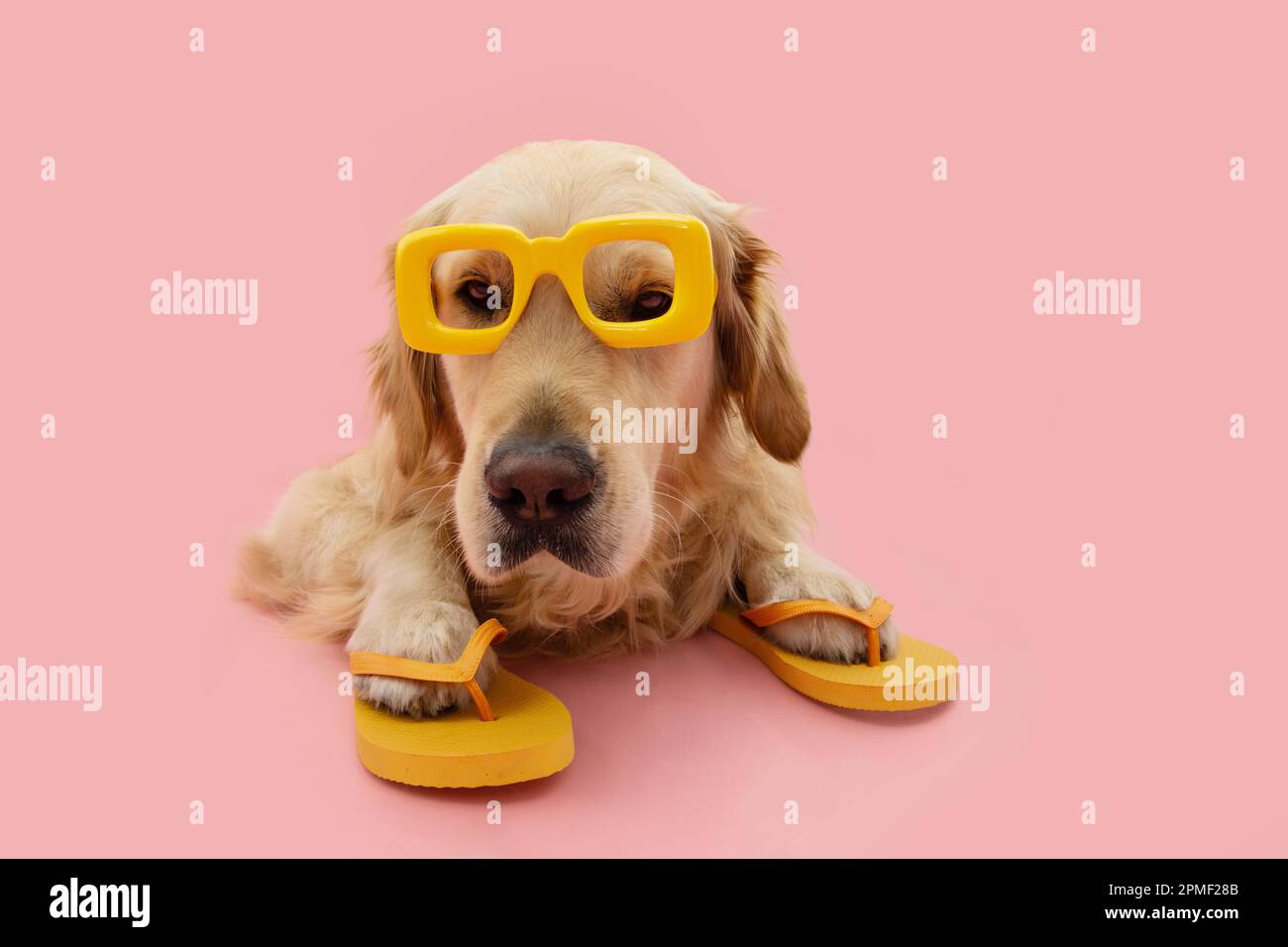 Portrait puppy dog summer. Golden retriever wearing yellow sunglasses