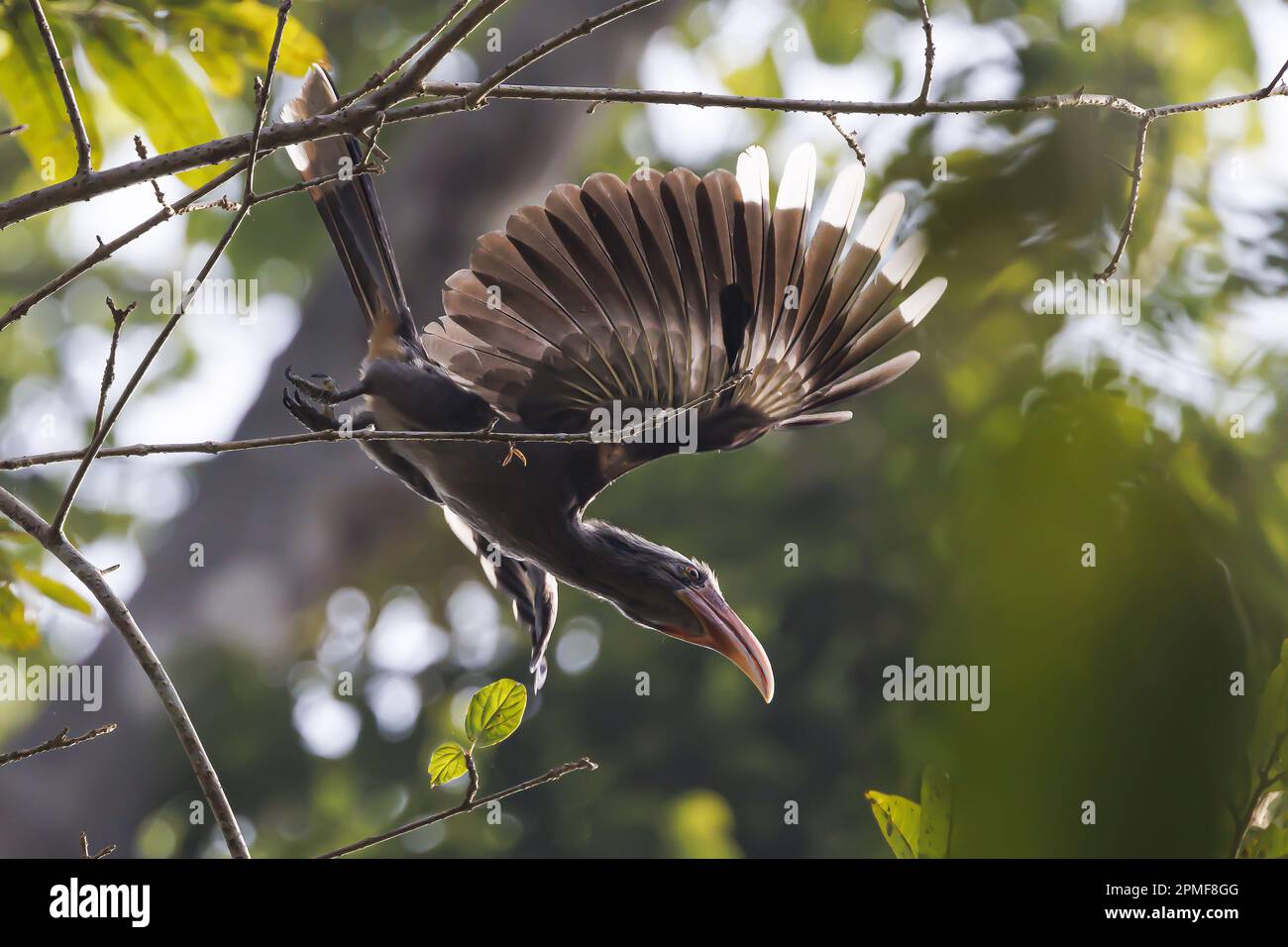 India, Kerala, Thattekad, Malabar Grey Hornbill (Ocyceros griseus) Stock Photo