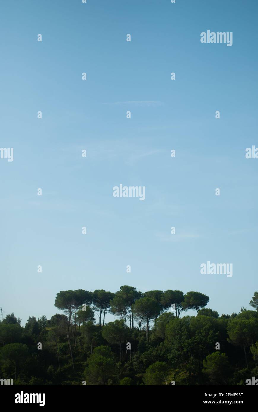 Blue tree trees shine hi-res stock photography and images - Alamy