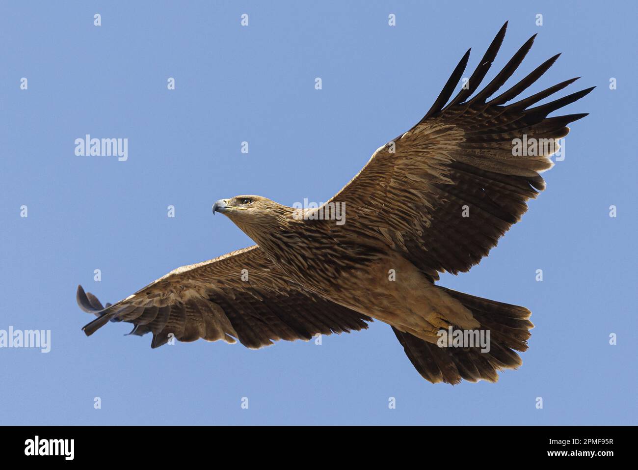 India, Gujarat, Patdi, Little Rann of Kutch, Eastern Imperial Eagle ...