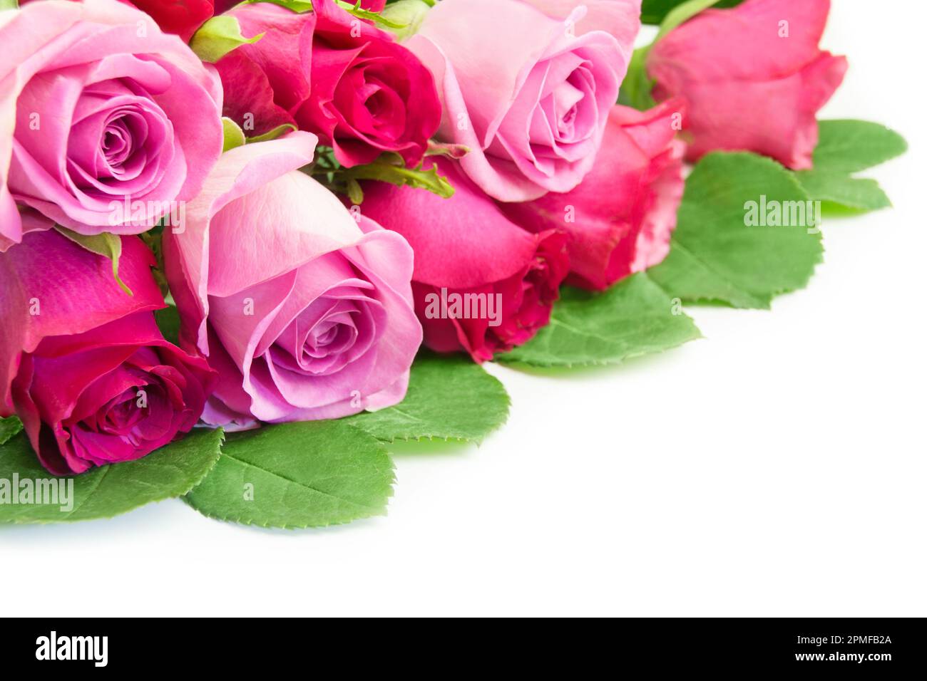 Bouquet of red and pink roses close up on white background Stock Photo