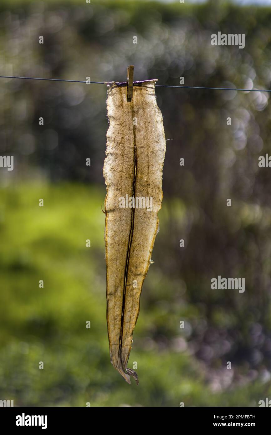Eel skin sale