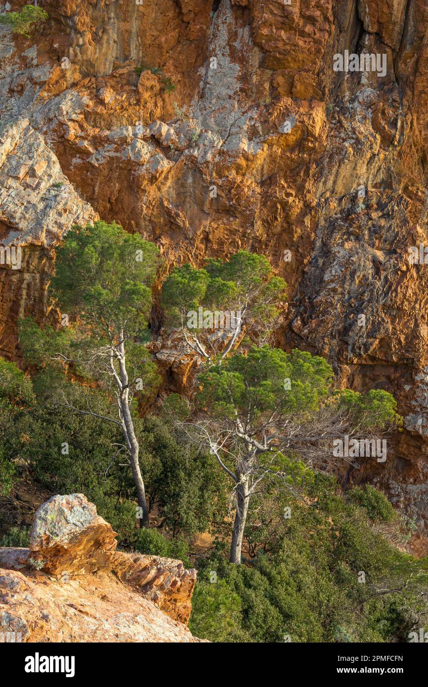 Pine trees, Cape Drampont, Esterel, Cote d'Azur, French Riviera, France ...