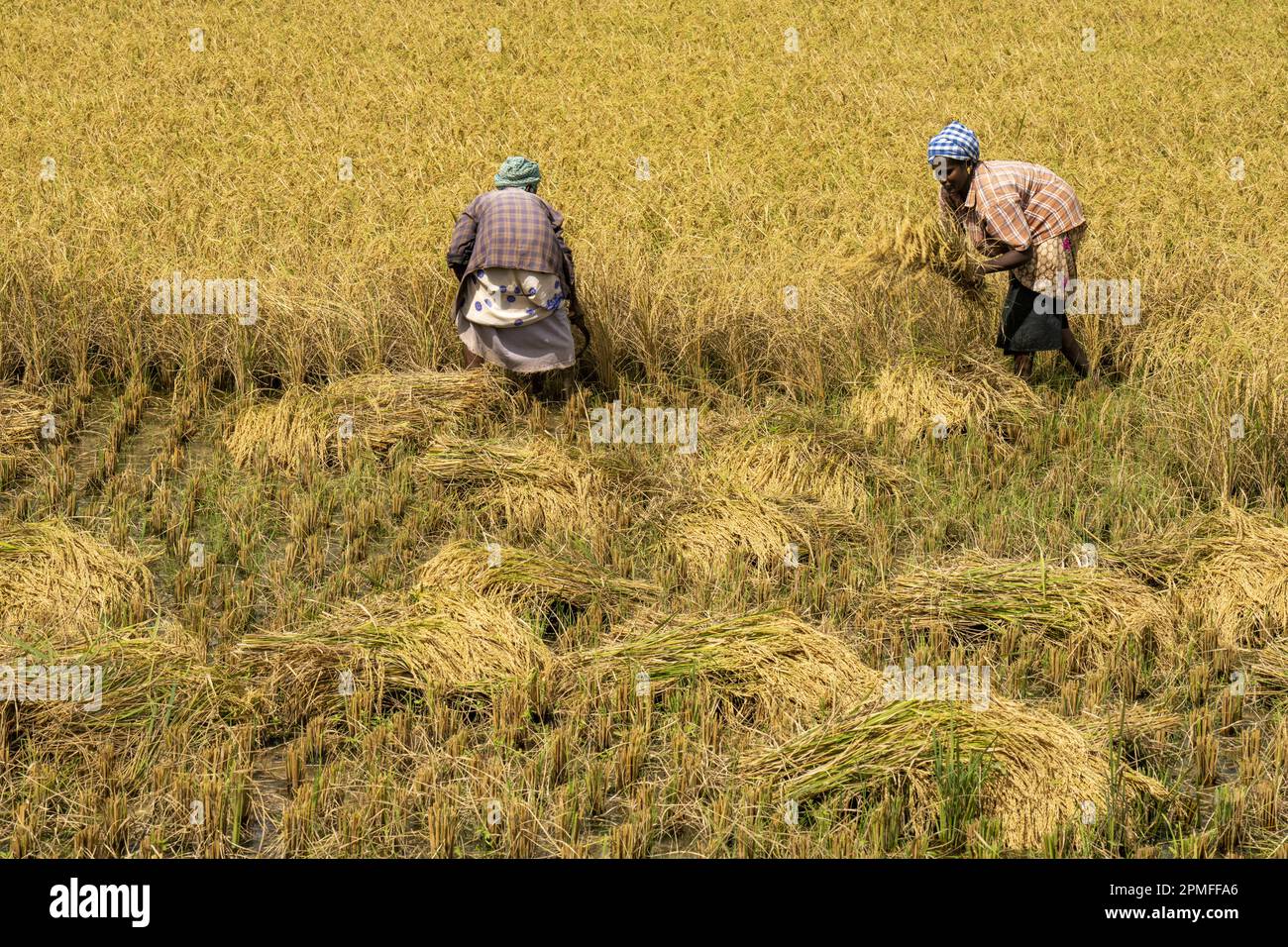 India, Tamil Nadu, harvesting rice Stock Photo - Alamy