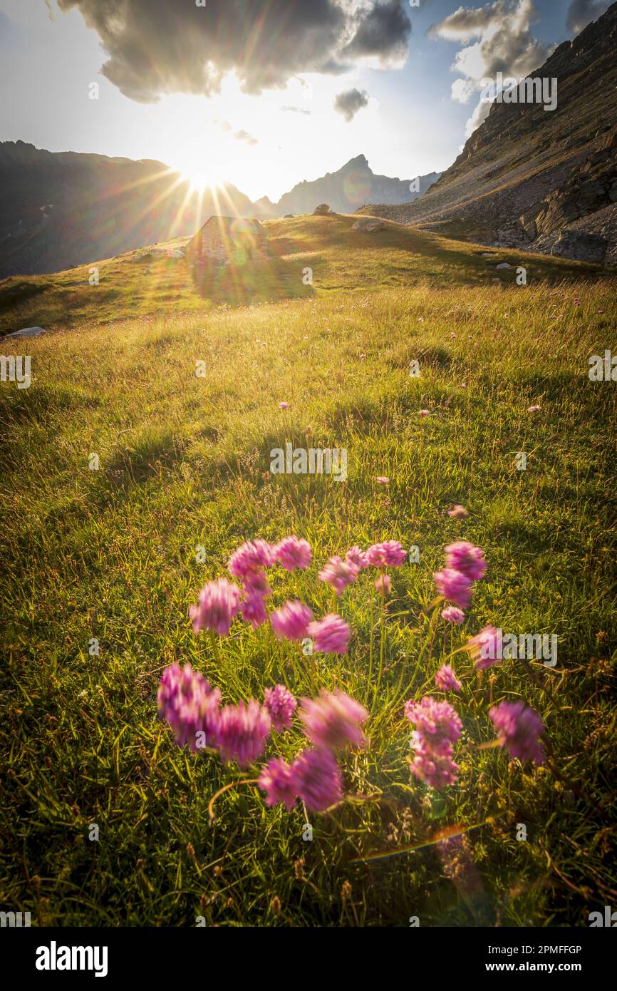 France, Alpes-de-Haute-Provence, Saint-Paul-sur-Ubaye, meadow with flowers of Alpine Thrift (Armeria alpina), the shepherd's hut of Chillol (2460 m) in the background Stock Photo