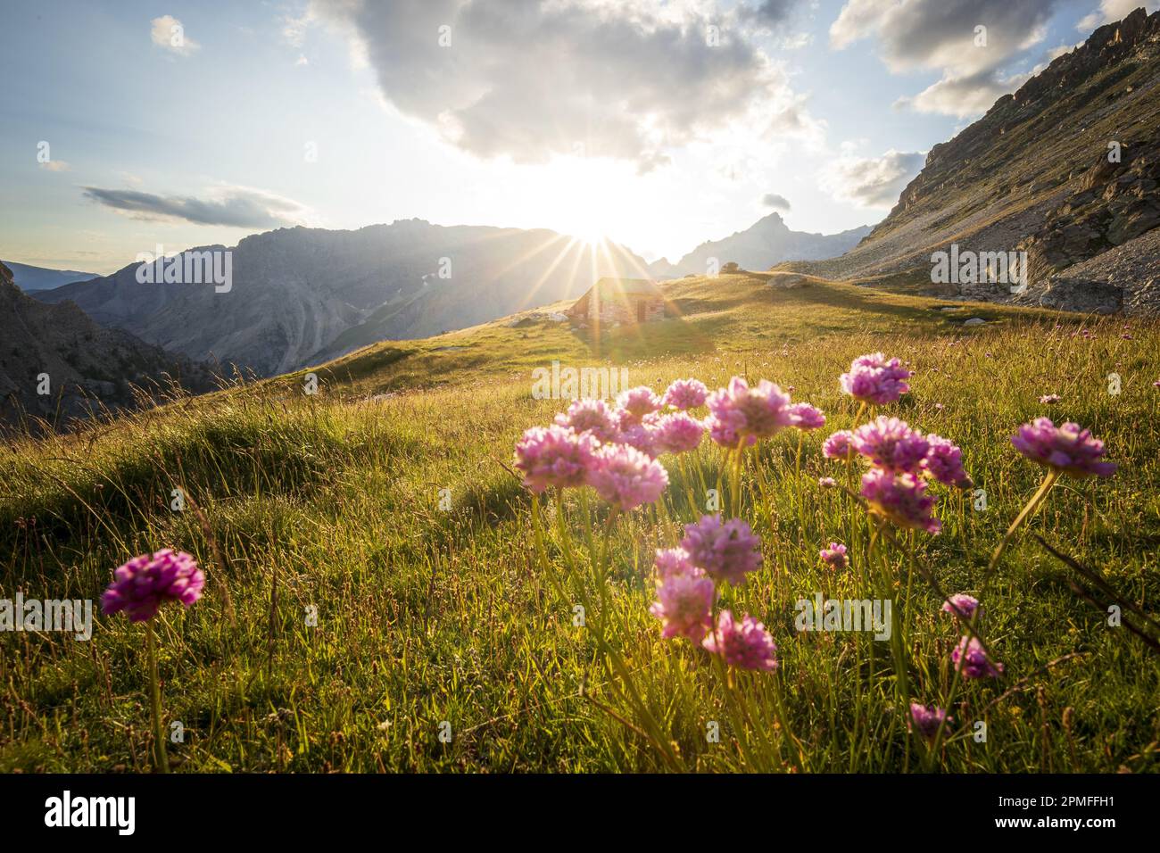 France, Alpes-de-Haute-Provence, Saint-Paul-sur-Ubaye, meadow with flowers of Alpine Thrift (Armeria alpina), the shepherd's hut of Chillol (2460 m) in the background Stock Photo