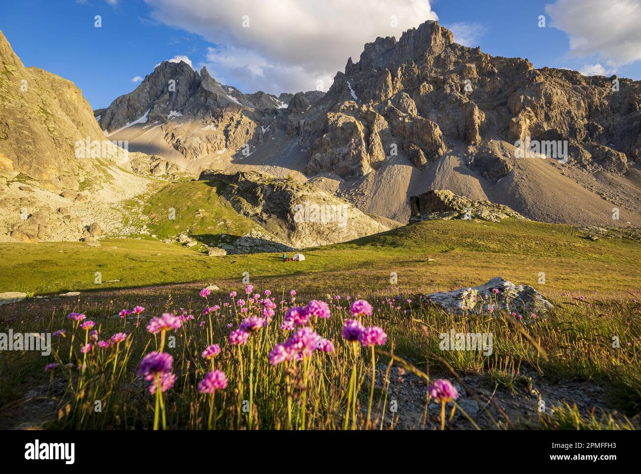 France, Alpes-de-Haute-Provence, Saint-Paul-sur-Ubaye, bivouac near Lake Chillol (2463 m), meadow with flowers of Alpine Thrift (Armeria alpina), Aiguille de Chillol (3316 m) on the left and Aiguille Grande (3064 m) on right in the background Stock Photo