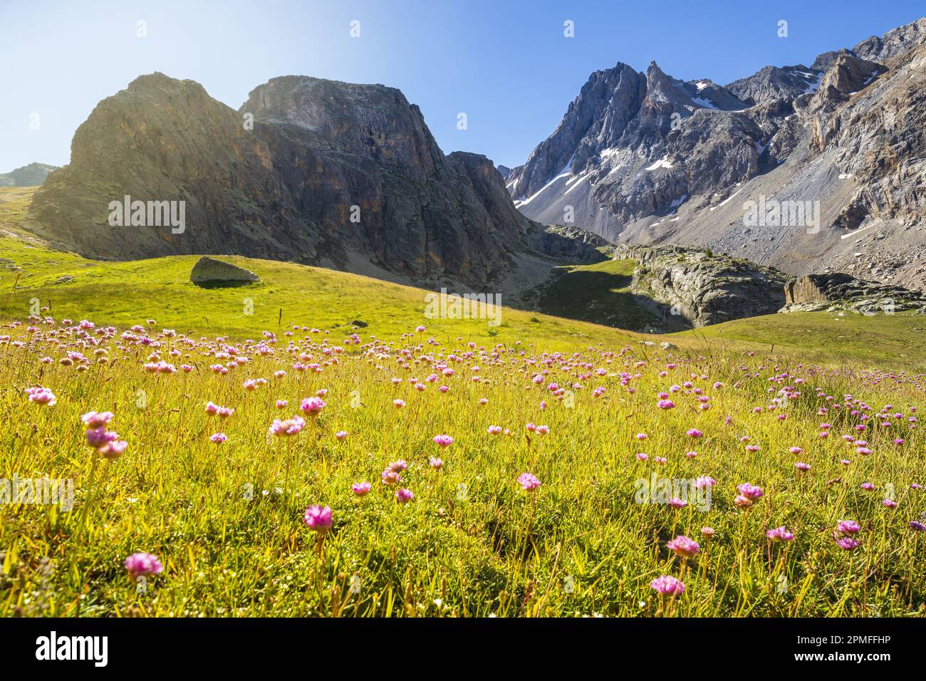 France, Alpes-de-Haute-Provence, Saint-Paul-sur-Ubaye, bivouac near Lake Chillol (2463 m), meadow with flowers of Alpine Thrift (Armeria alpina), Aiguille de Chillol (3316 m) on right in the background Stock Photo