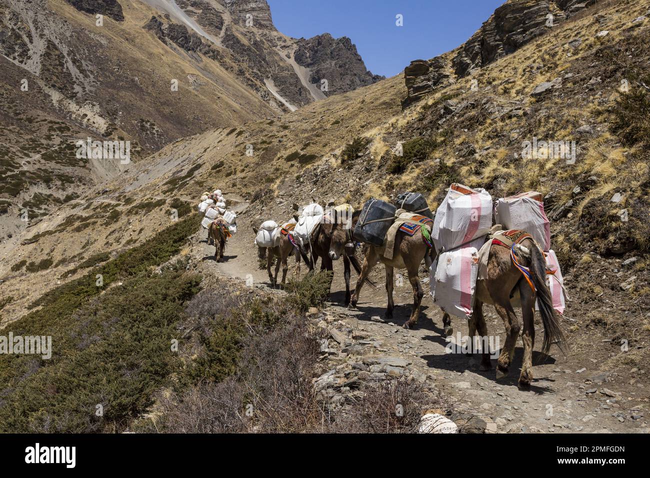 Nepal, Annapurna Conservation Area Project, Annapurna circuit, horse