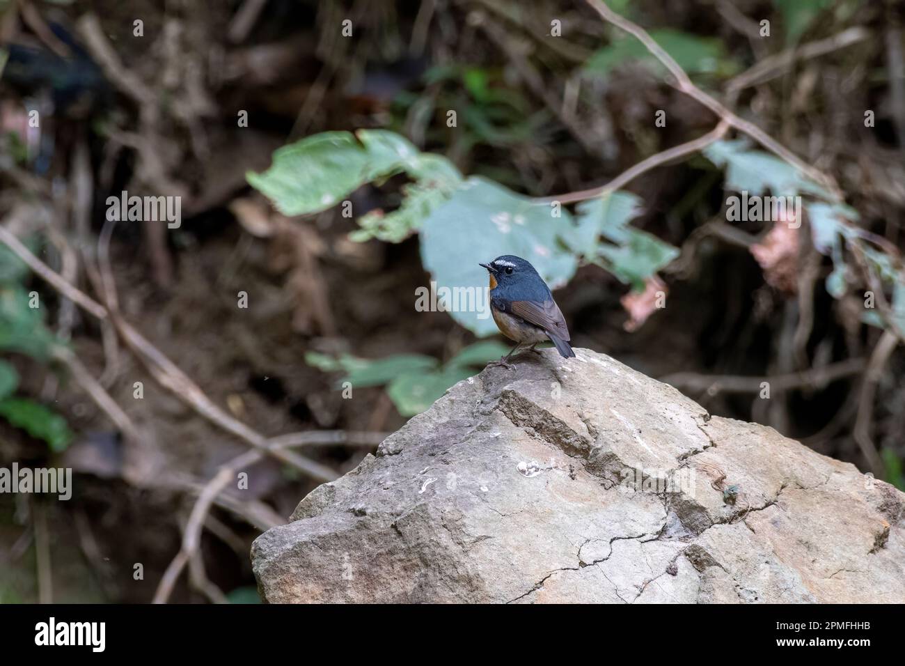 Snowy-browed flycatcher (Ficedula hyperythra) observed in Rongtong in West Bengal, India Stock Photo