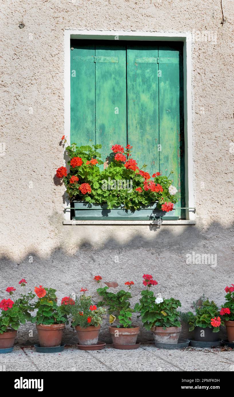 window with green shutter closed on a facade of old house with geranium ...