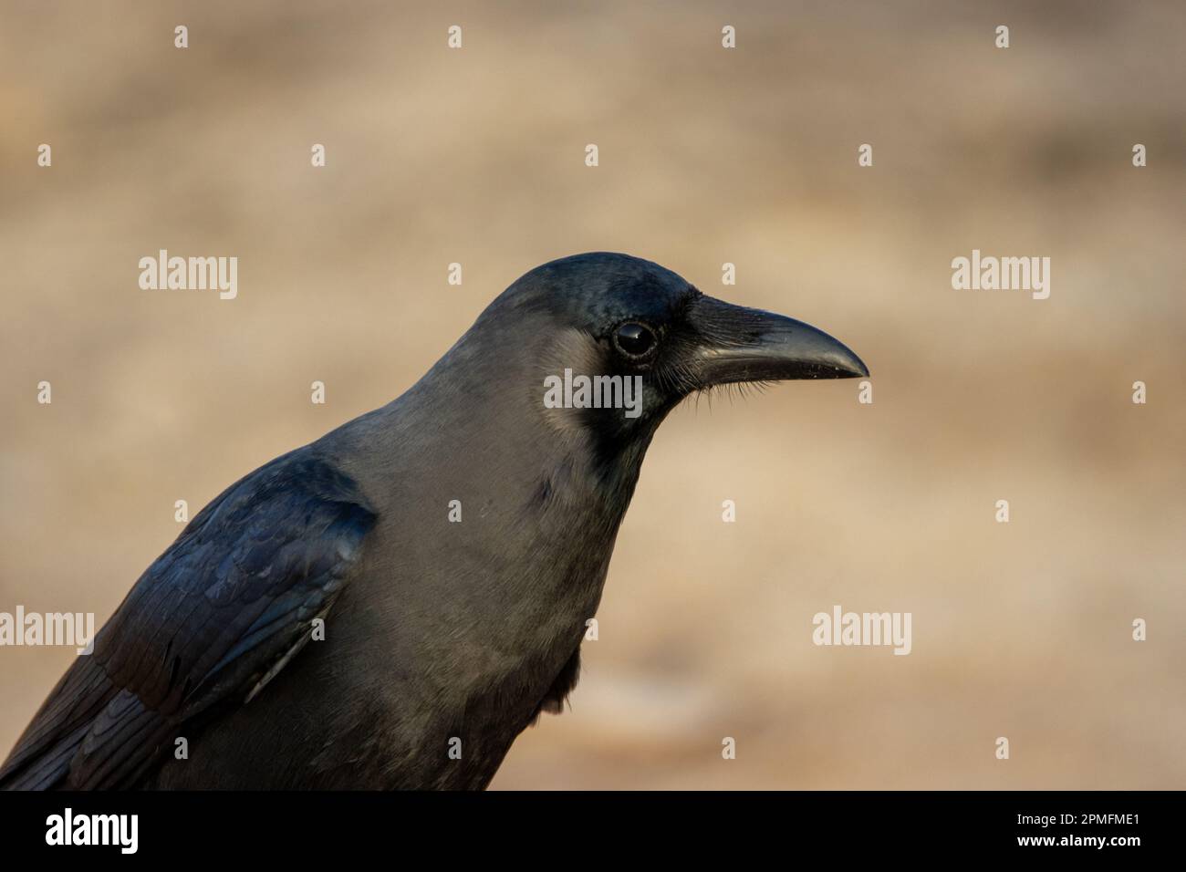 close up of the head of a House Crow (Corvus splendens) isolated on a