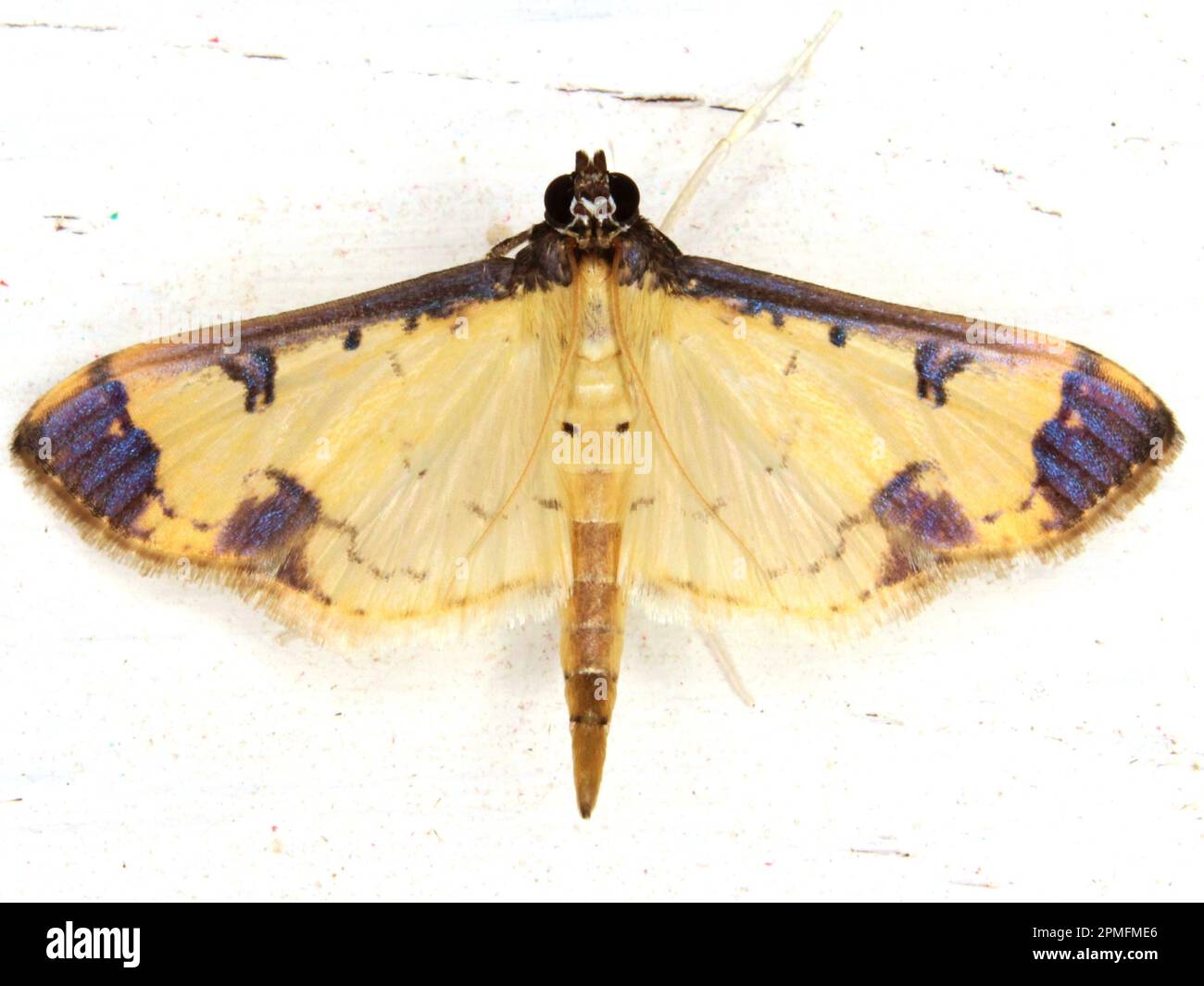 grass moth (family Crambidae) (sub-family Spilomelinae) - Eulepte anticostalis species isolated on a white background Stock Photo