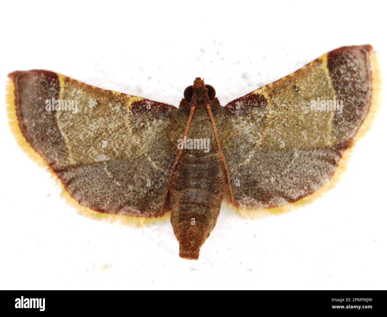 grass moth (family Pyralidae) Pyralinae - Dolichomia amoenalis species isolated on a white background Stock Photo