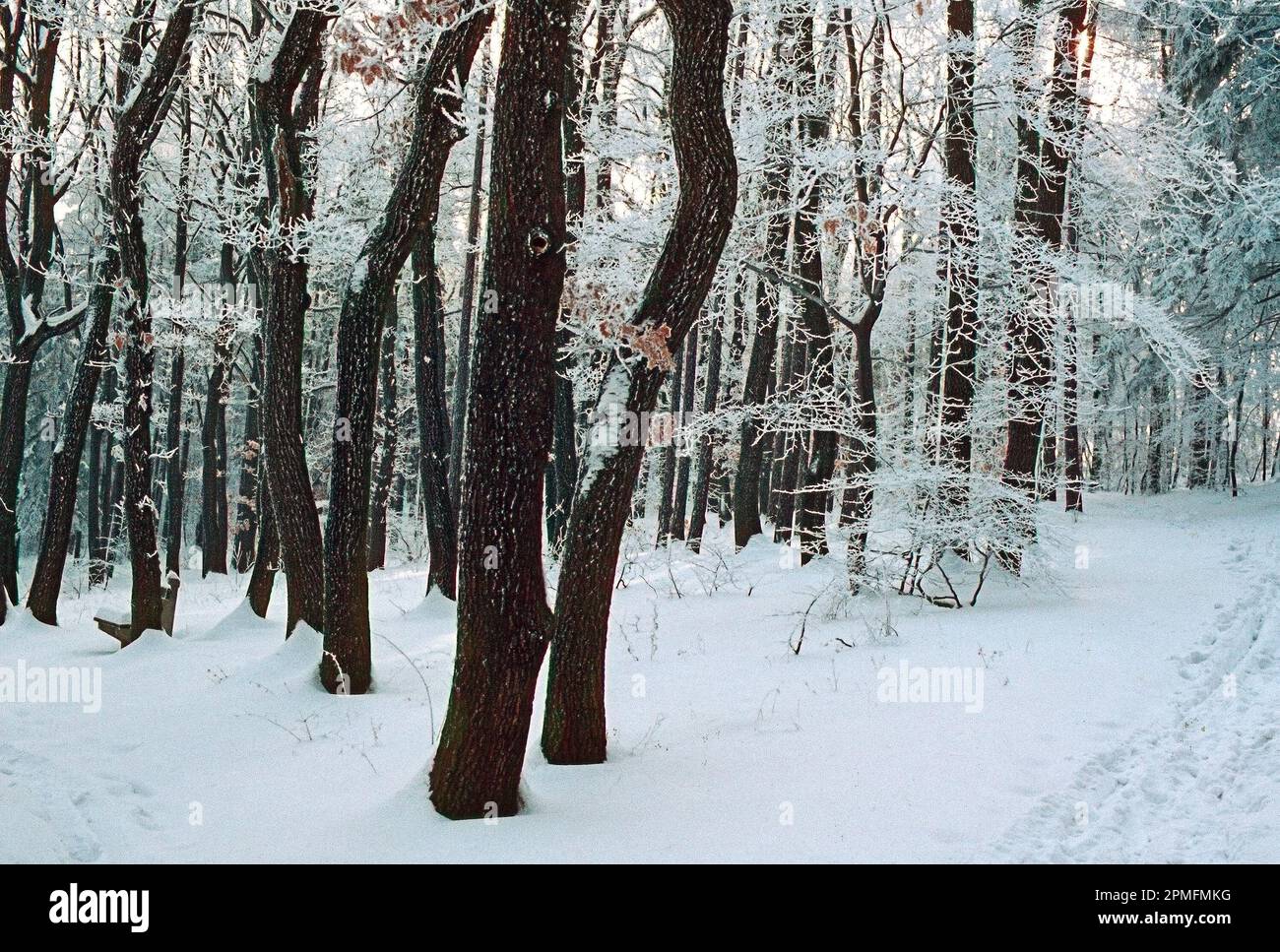 Winter in the Forest Stock Photo - Alamy