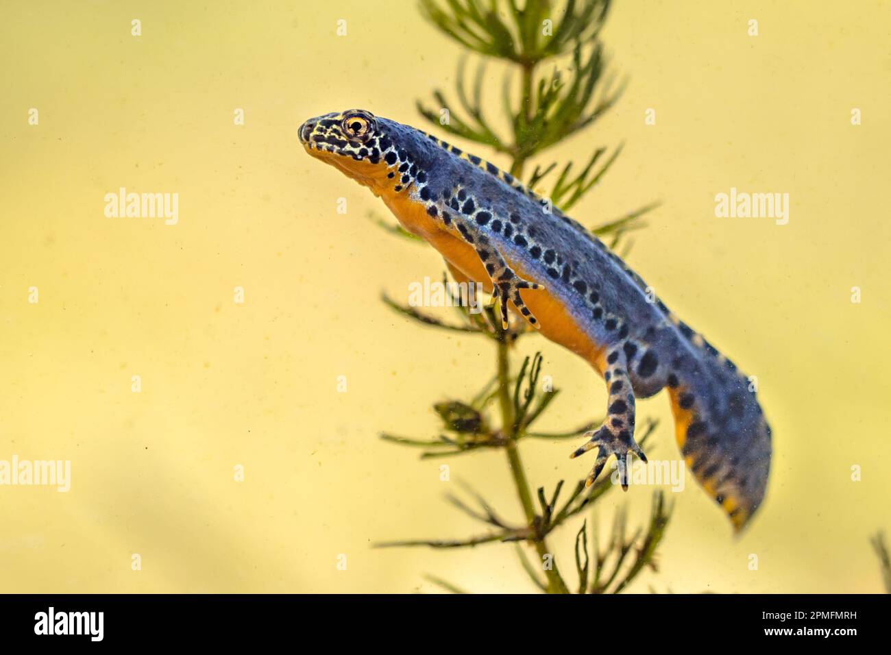 Alpine newt (Ichthyosaura alpestris) colorful male aquatic amphibian swimming in freshwater habitat of pond. Underwater wildlife scene of animal in na Stock Photo
