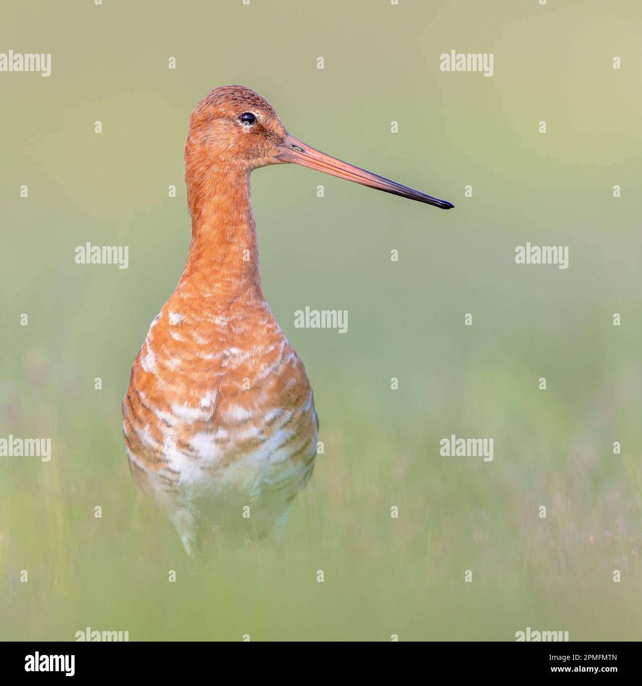 Majestic Black-tailed Godwit (Limosa limosa) wader bird looking in the camera. This species is breeding in the Dutch coastal areas. About half of the Stock Photo