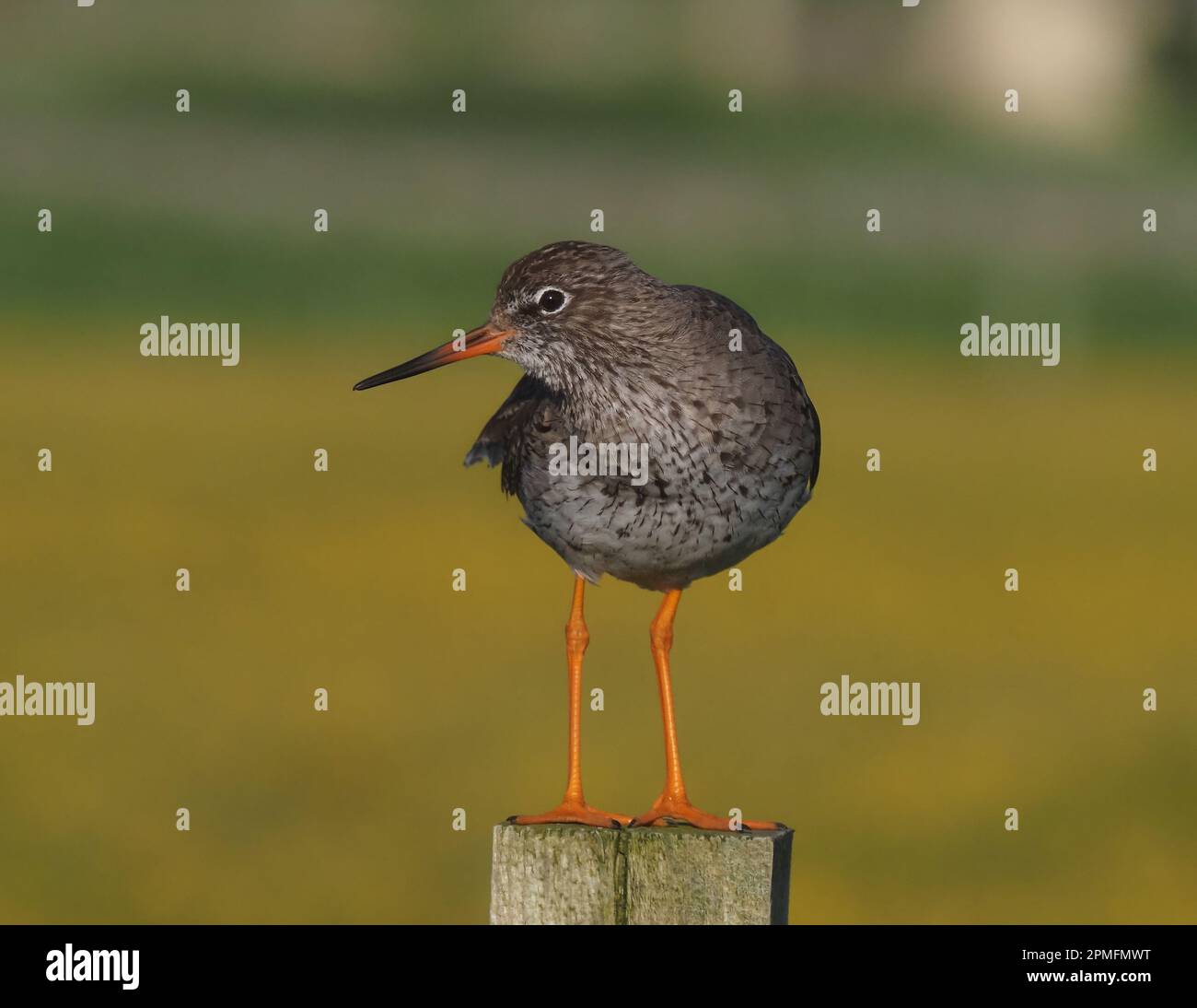 Redshank breed in the UK the birds with young will use posts to watch for predators and attack them to protect chicks. Stock Photo