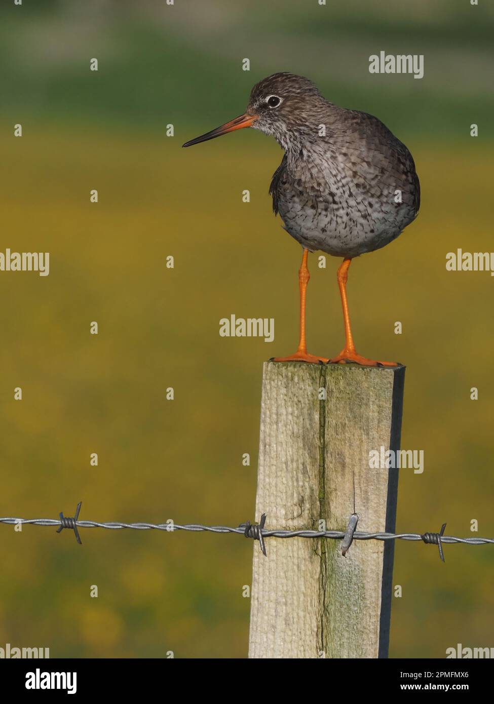 Redshank breed in the UK the birds with young will use posts to watch for predators and attack them to protect chicks. Stock Photo