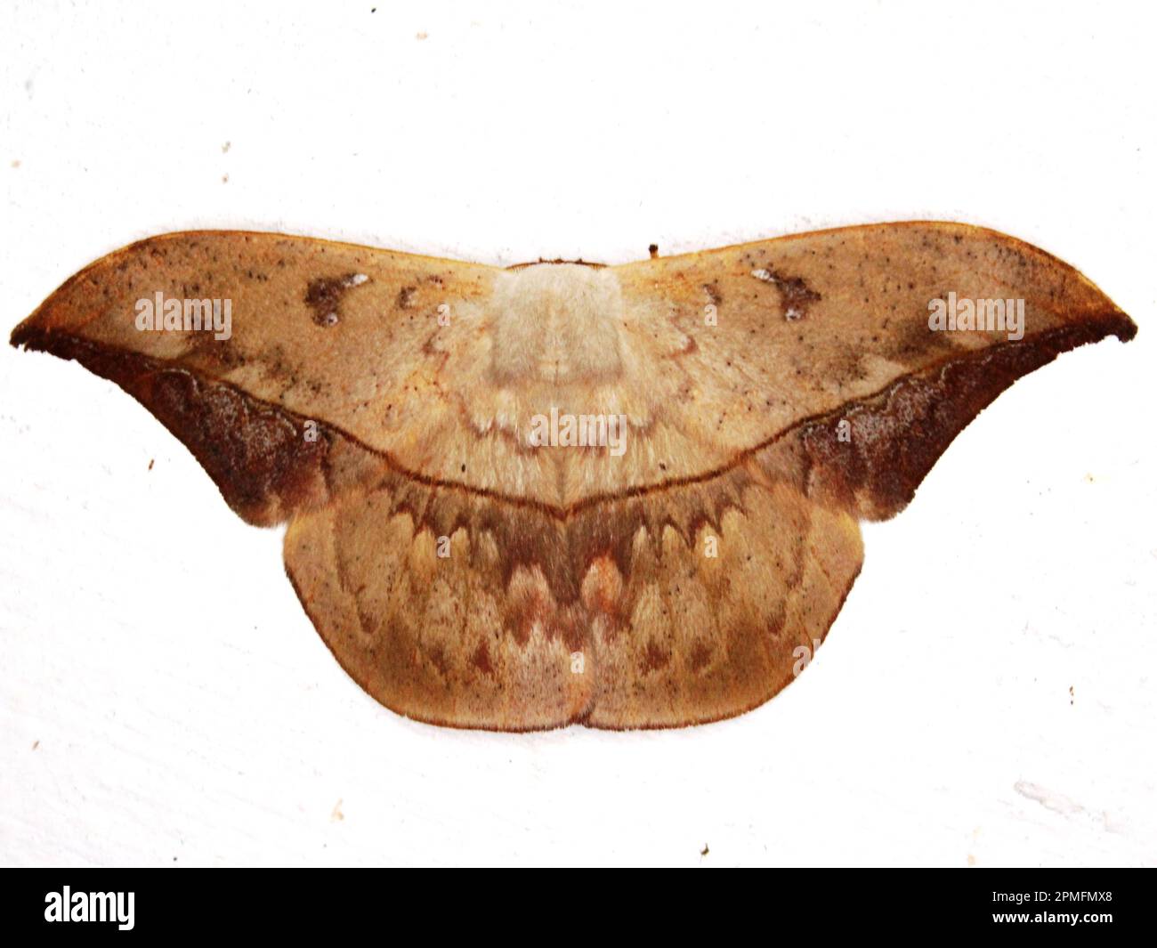 jigsaw emperor moth (family Saturniidae) Oxyteninae - Oxytenis modestia species isolated on a white background Stock Photo