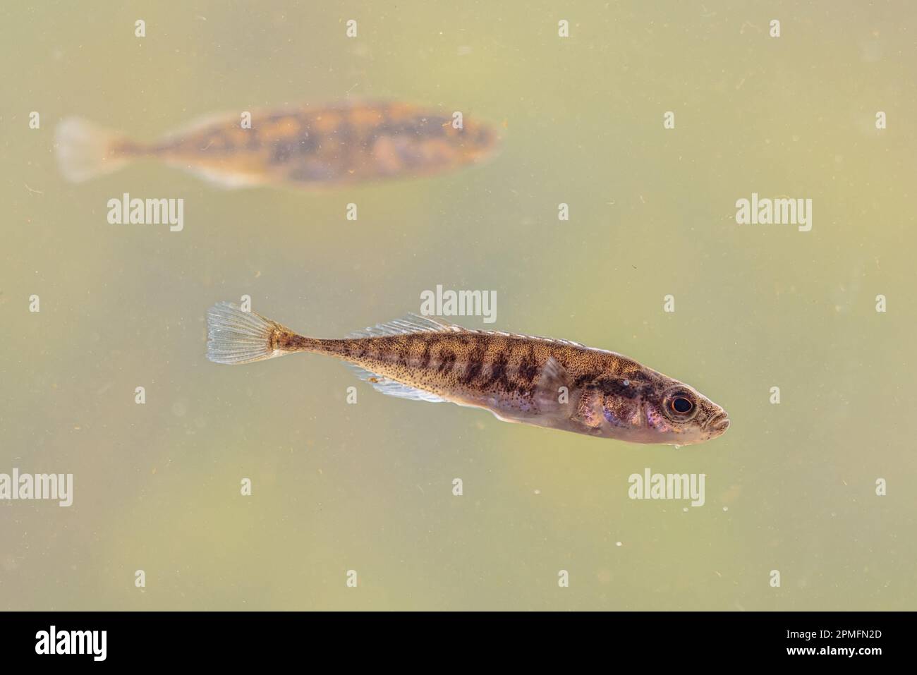 Ninespine stickleback (Pungitius pungitius) freshwater fish in natural habitat of pond. swimming in water of river. Wildlife scene of nature in Europe Stock Photo
