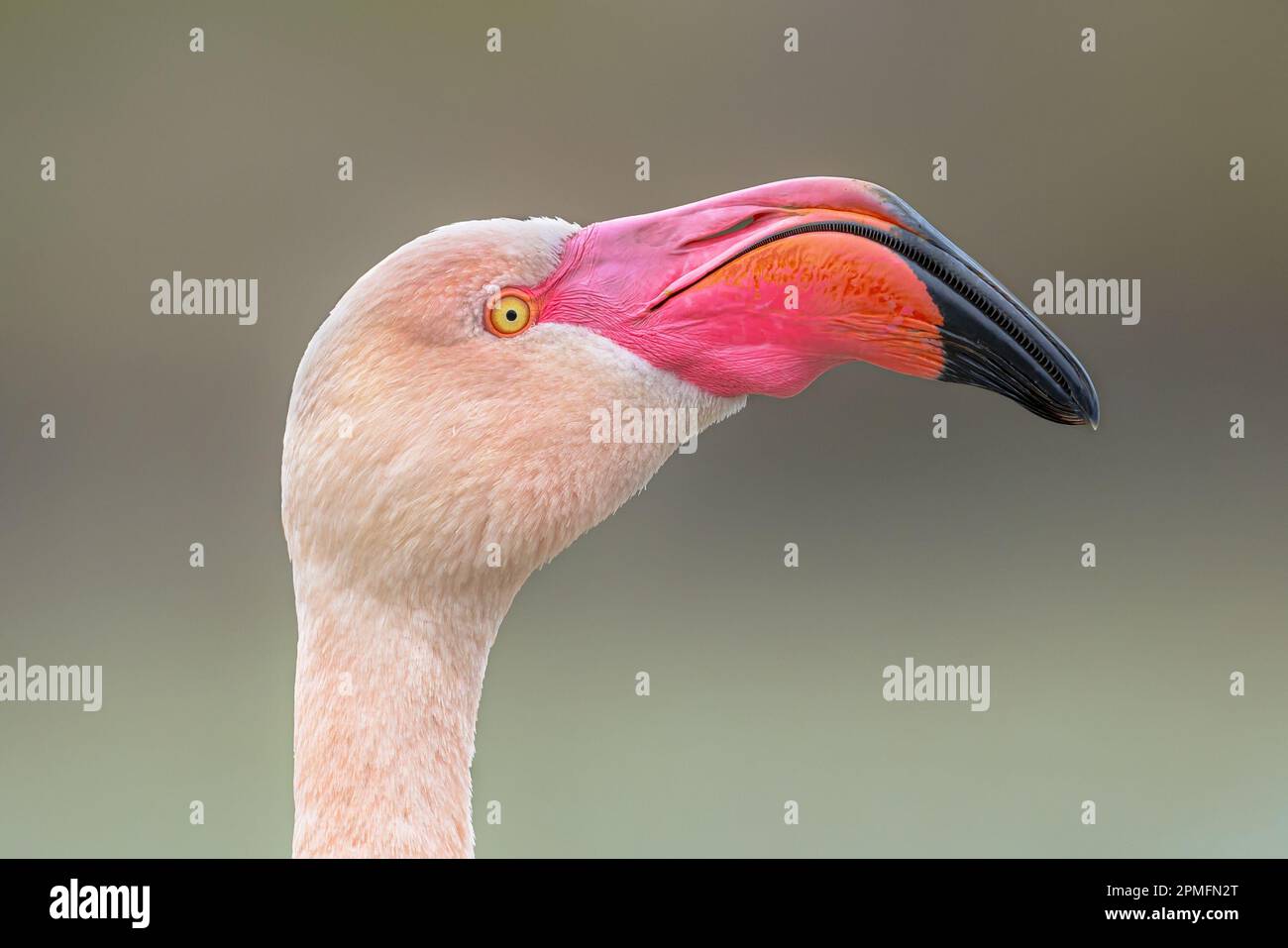 Greater flamingo (Phoenicopterus roseus) is the most widespread and largest species of the flamingo family. Group of brids resting in water in Camague Stock Photo