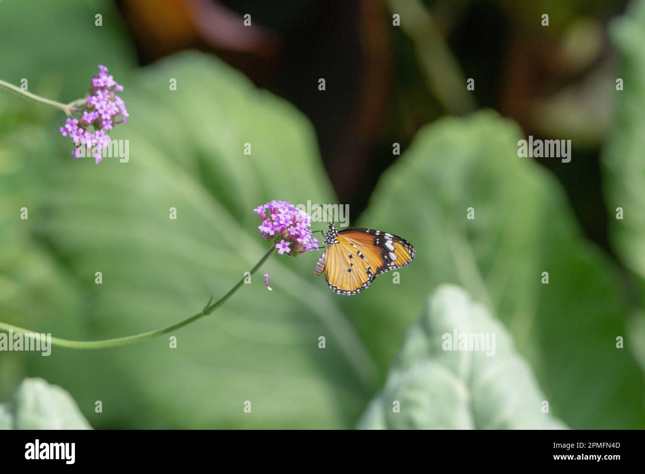 Plain Tiger butterfly (Danaus chrysippus chrysippus) side view with closed wings feeding from small purple flowers isolated with tropical green leaves Stock Photo