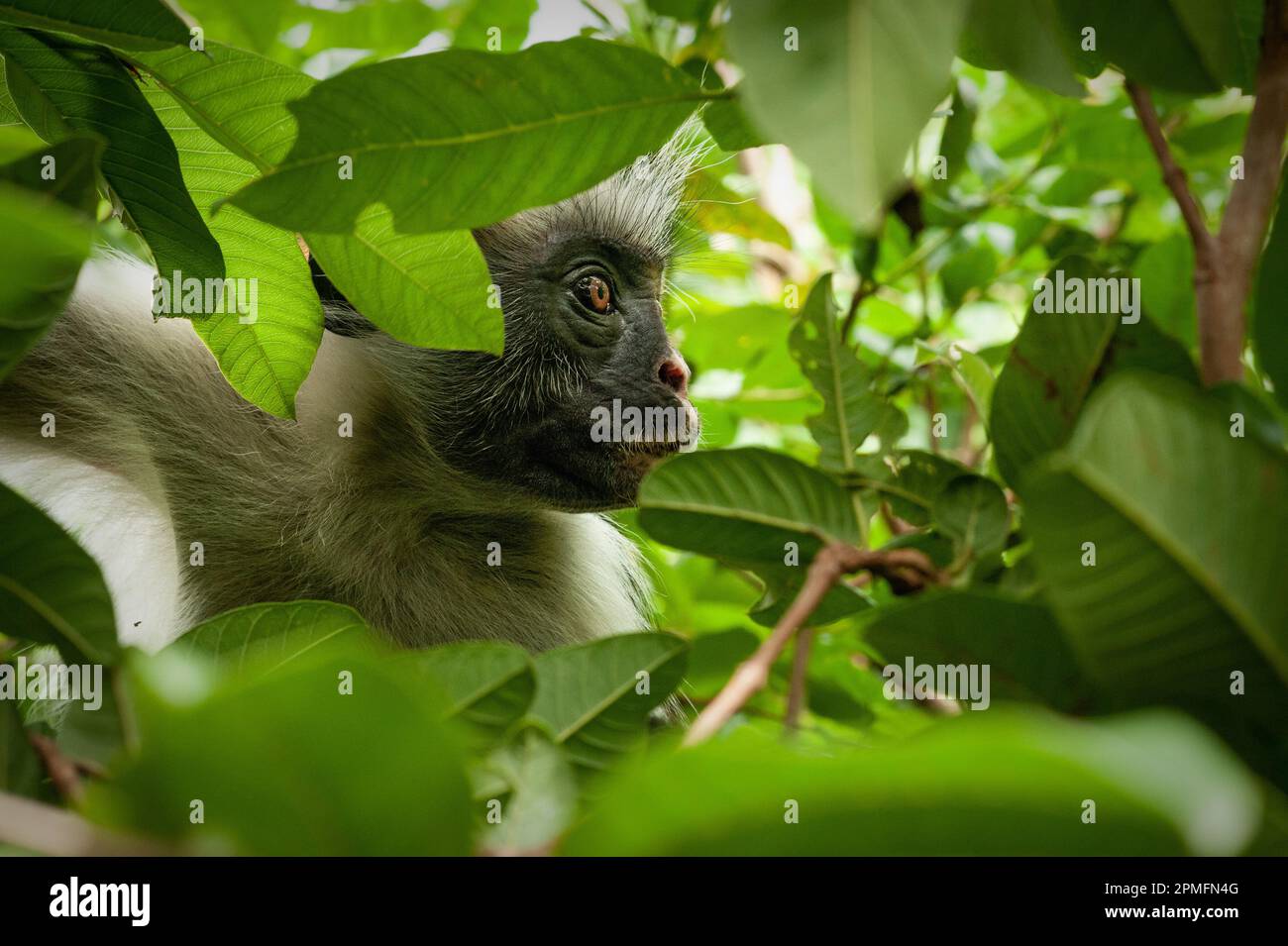 Red Colobus Monkey Zanzibar, Tanzania Stock Photo