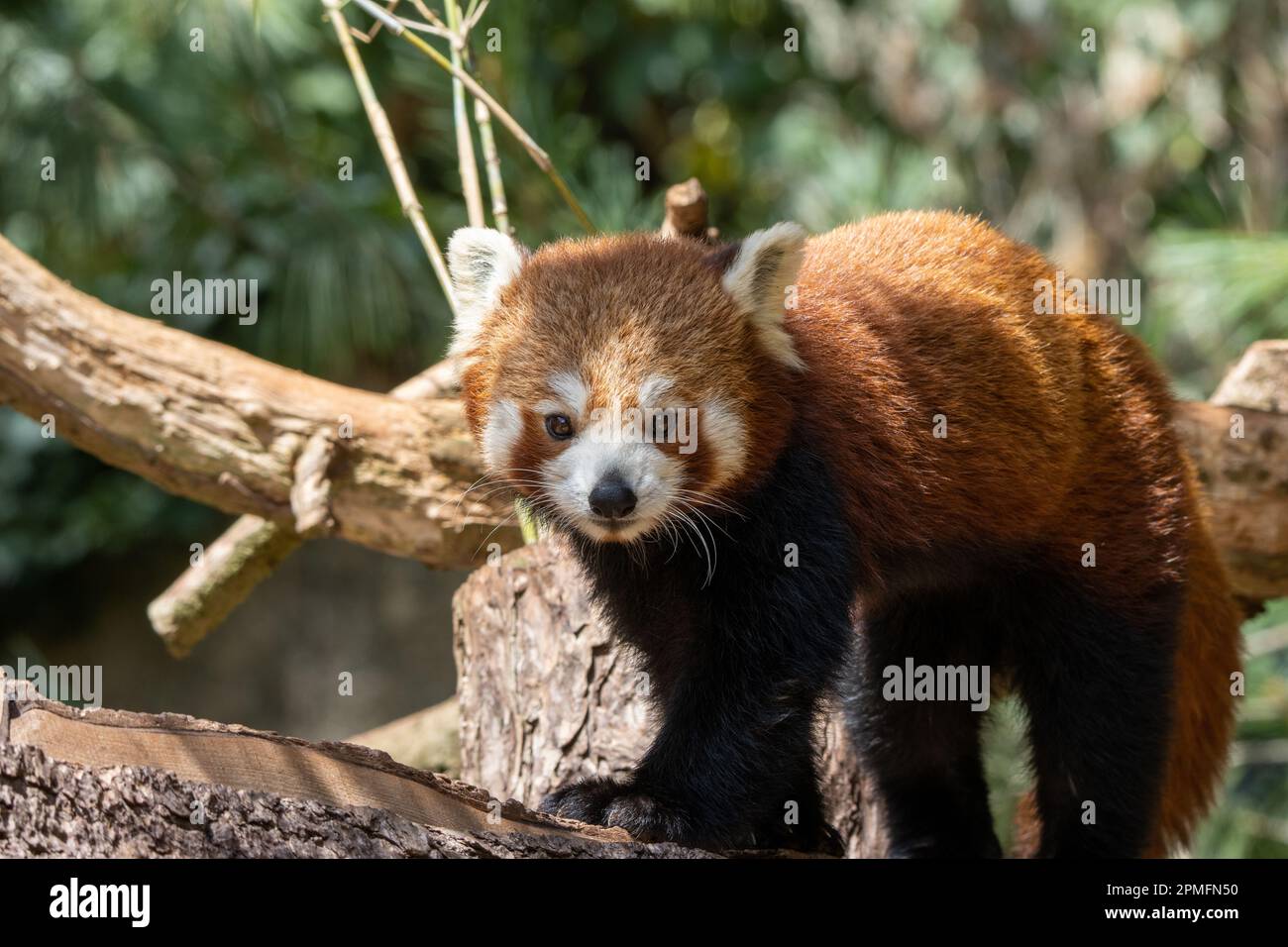 Red panda in sichuan hi-res stock photography and images - Alamy