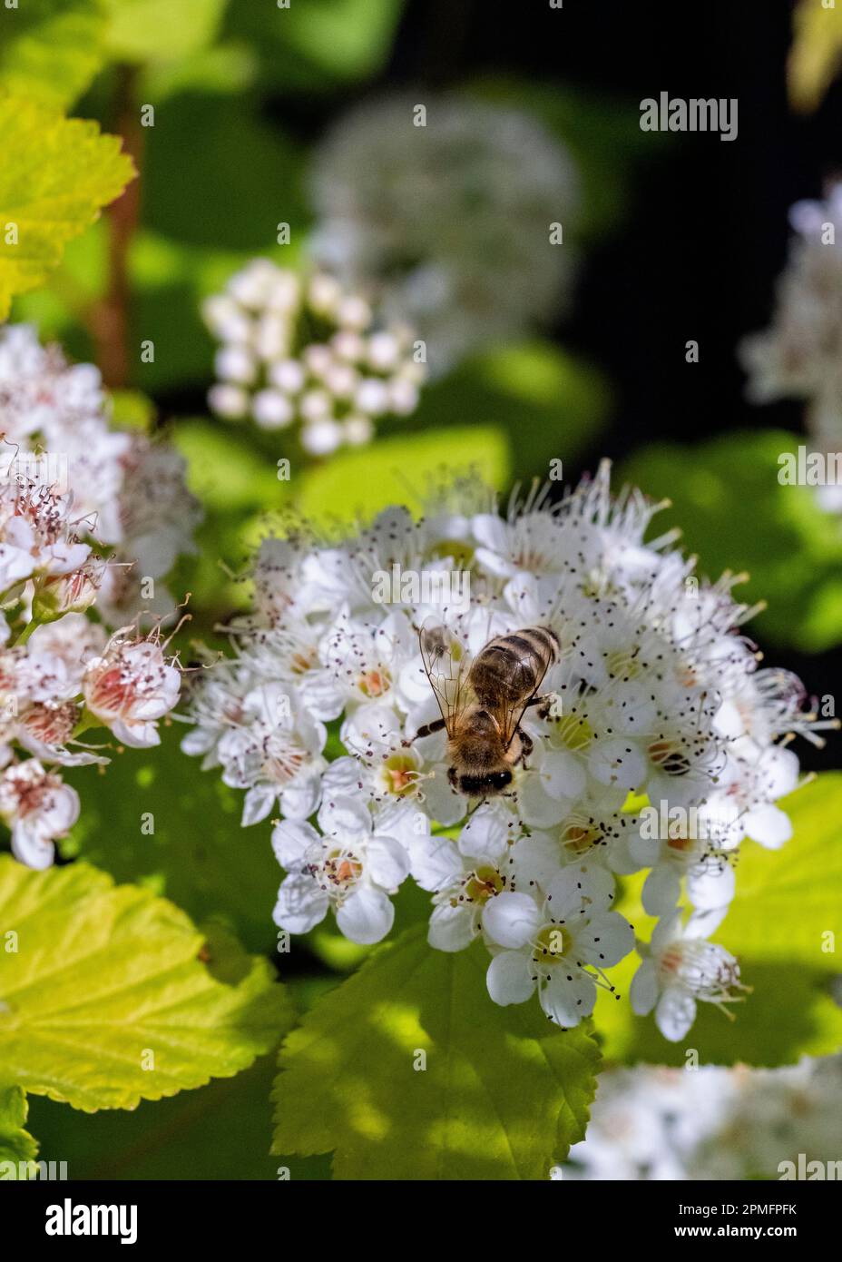 A honey bee (Apis mellifera) collects nectar and pollen on a blossom of elm-leaved spirea (Spiraea chamaedryfolia). Stock Photo