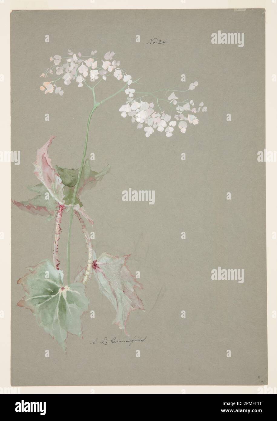 Drawing, Study of Pink Begonia; Designed by Sophia L. Crownfield (American, 1862–1929); USA; brush and watercolor, gouache on gray paper; 38 x 56 cm (14 15/16 x 22 1/16 in.) Mat: 55.9 × 71.1 cm (22 × 28 in.) Stock Photo