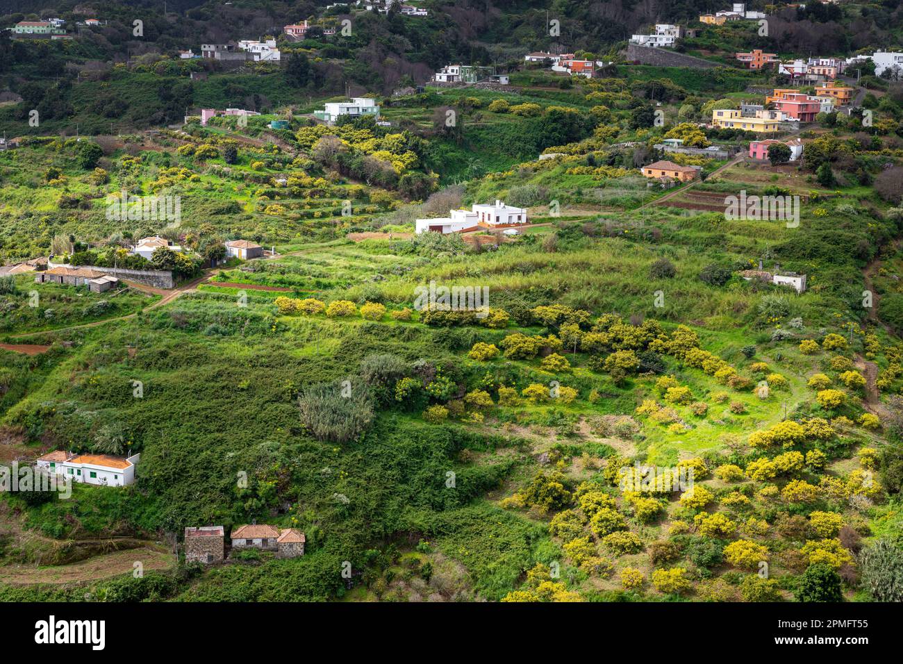 La Palma Island. Green Canyon Overgrown With Dense Vegetation. Tropical ...