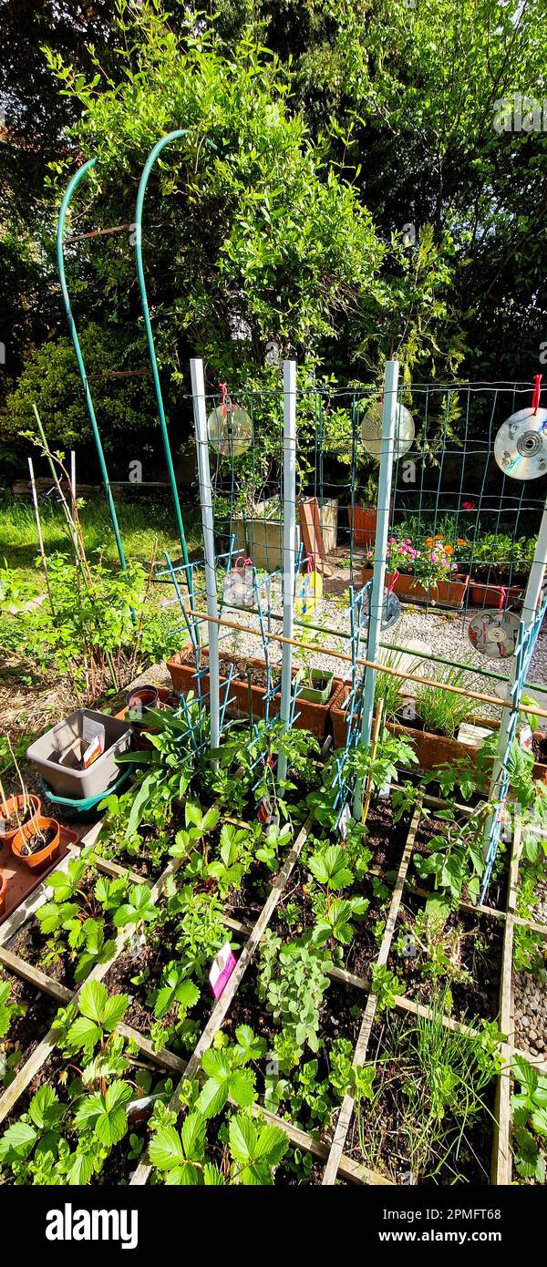 Early spring gardening, Bron, France Stock Photo - Alamy