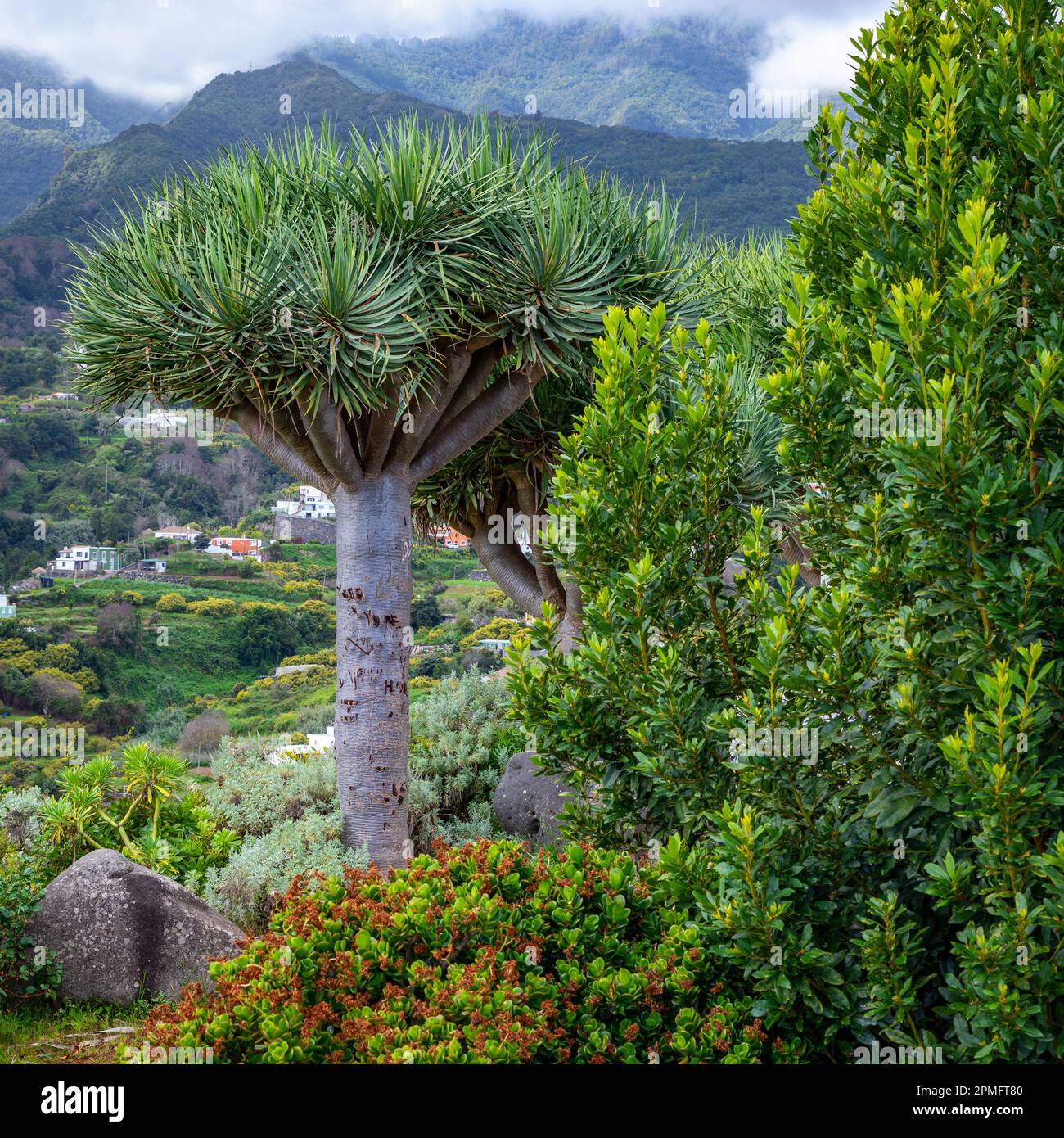 Canary Islands Dragon Tree at La Palma Island. Northern Tropical Exotic Landscape of La Palma. Canary Islands, Spain. Stock Photo