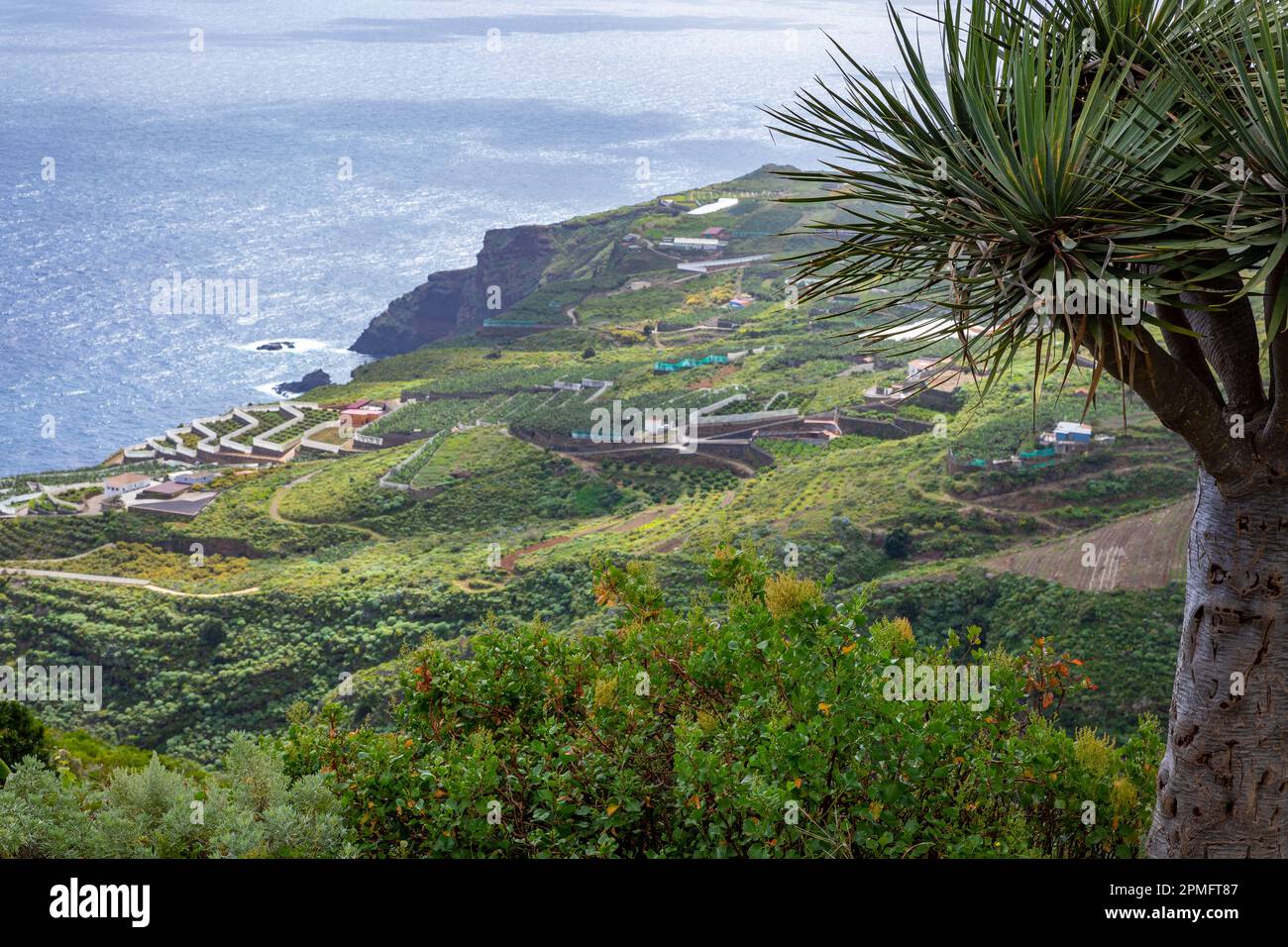 Canary Islands Dragon Tree at La Palma Island. Northern Tropical Exotic ...
