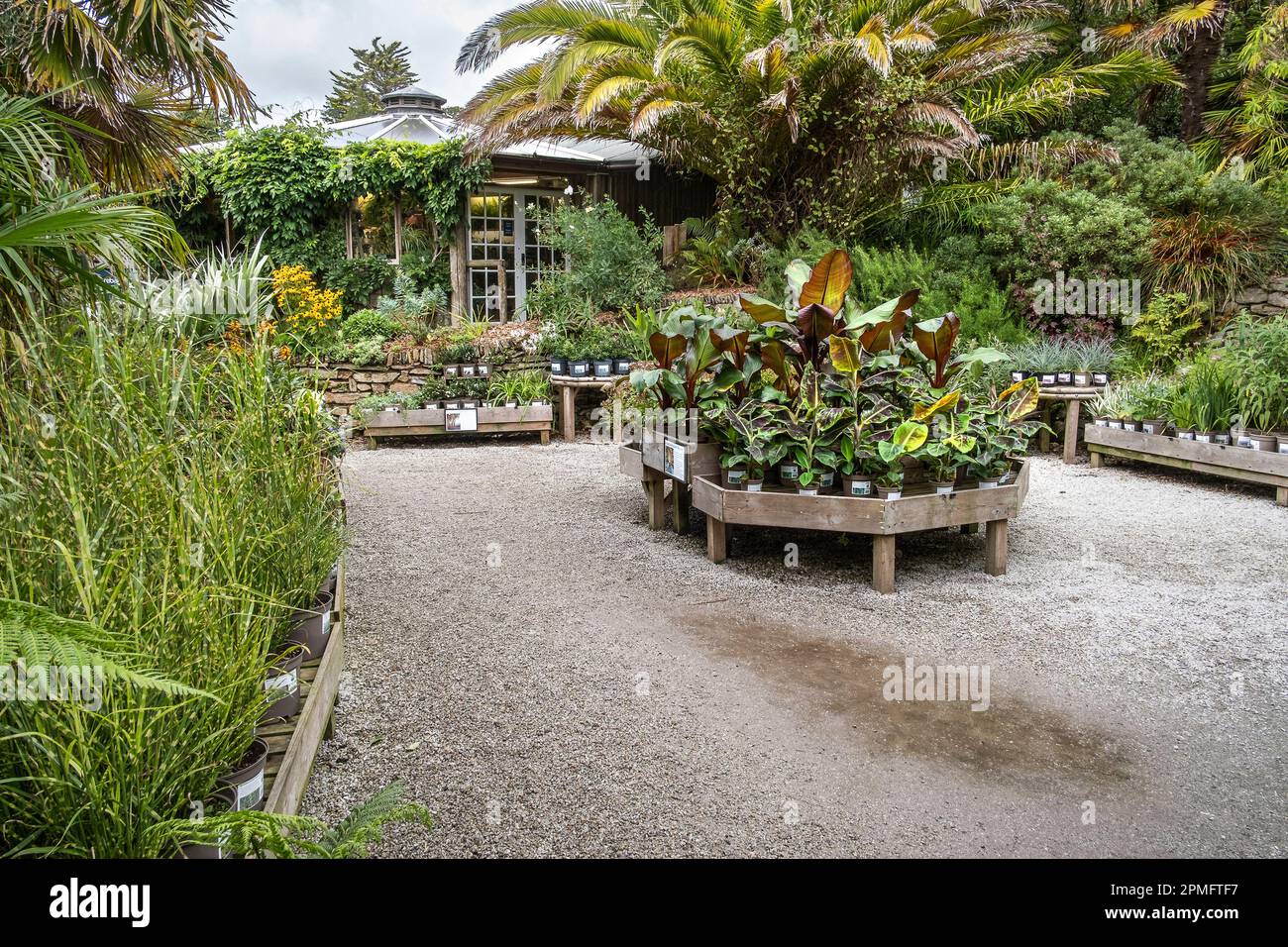 Plants on display and for sale at Trebah Gardens in Cornwall in the UK