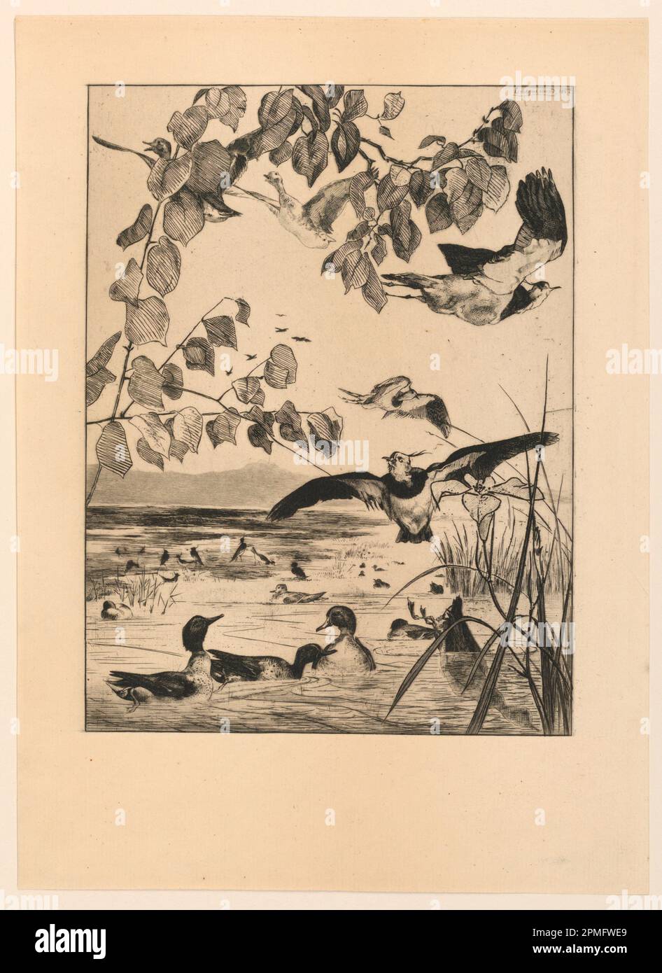 Print, Vanneaux et Sarcelles (Lapwings and Teal); Print Maker: Felix Bracquemond (France, 1833 – 1914); France; etching in dark brown ink on white paper; 34.7 × 25.2 cm (13 11/16 × 9 15/16 in.); Bequest of George Campbell Cooper; 1896-3-383 Stock Photo
