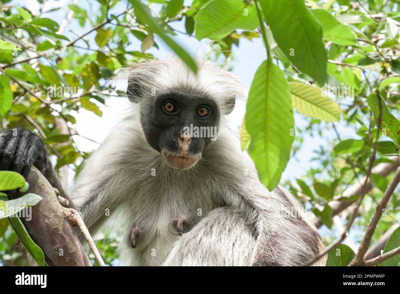 Red Colobus Monkey Zanzibar, Tanzania Stock Photo