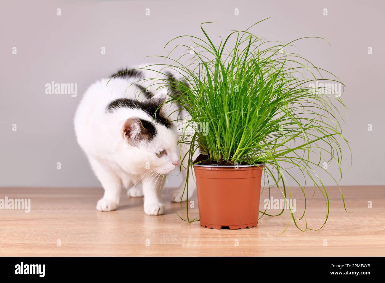Cat next to potted grass 'Cyperus Zumula' used for cats to help them