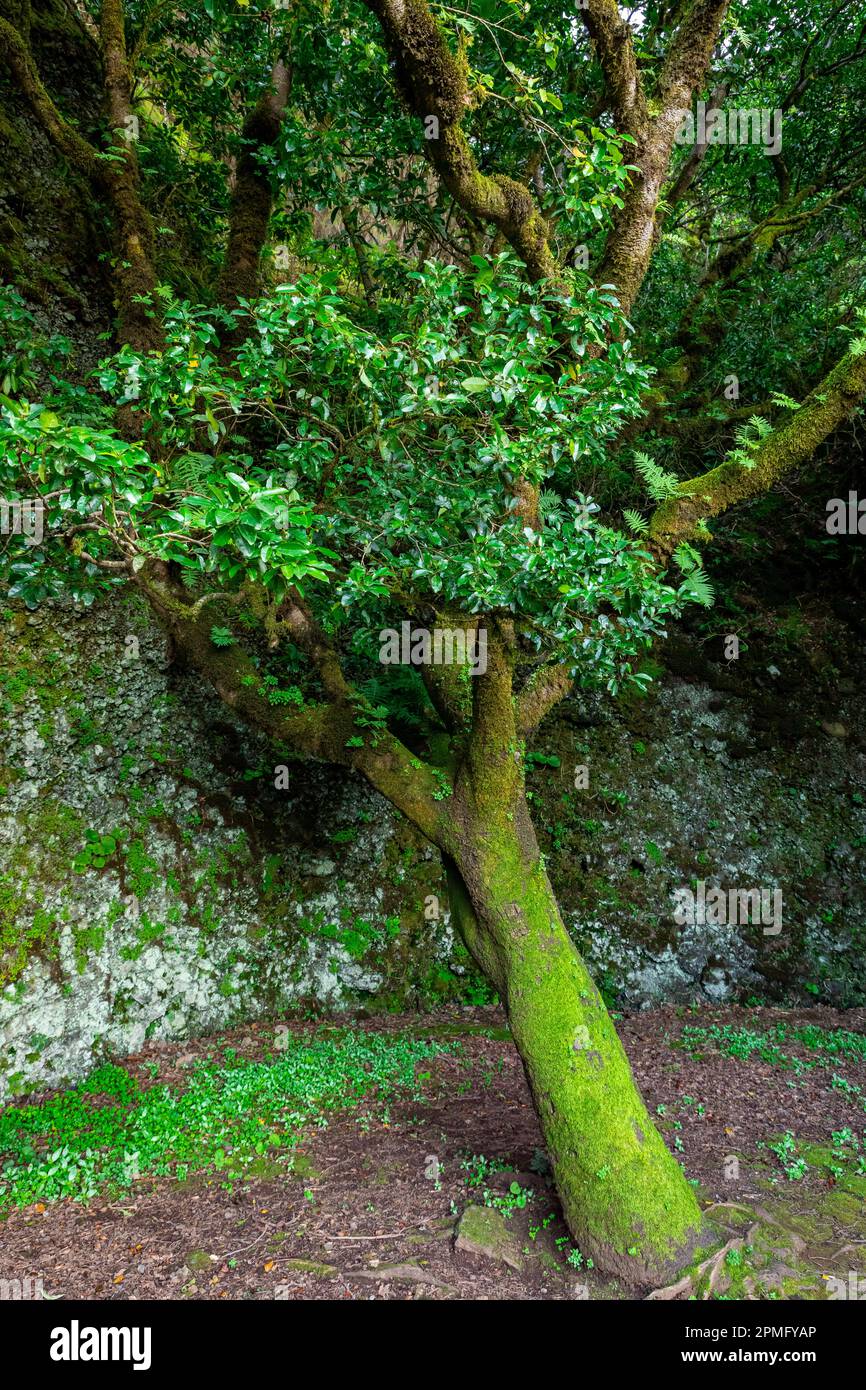 El Hierro Island. Sacred Tree Garoe near Villa de Valverde at El Hierro ...