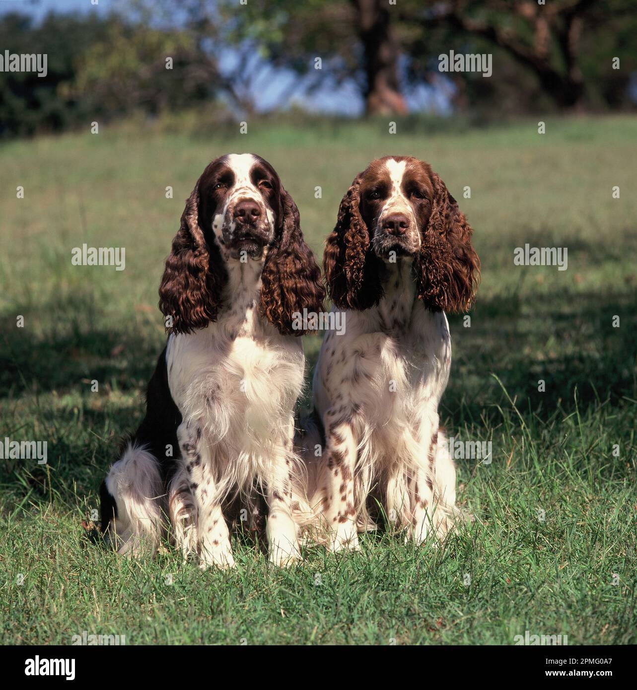 Pets. Adult Dogs. Two Springer Spaniels outdoors. Stock Photo