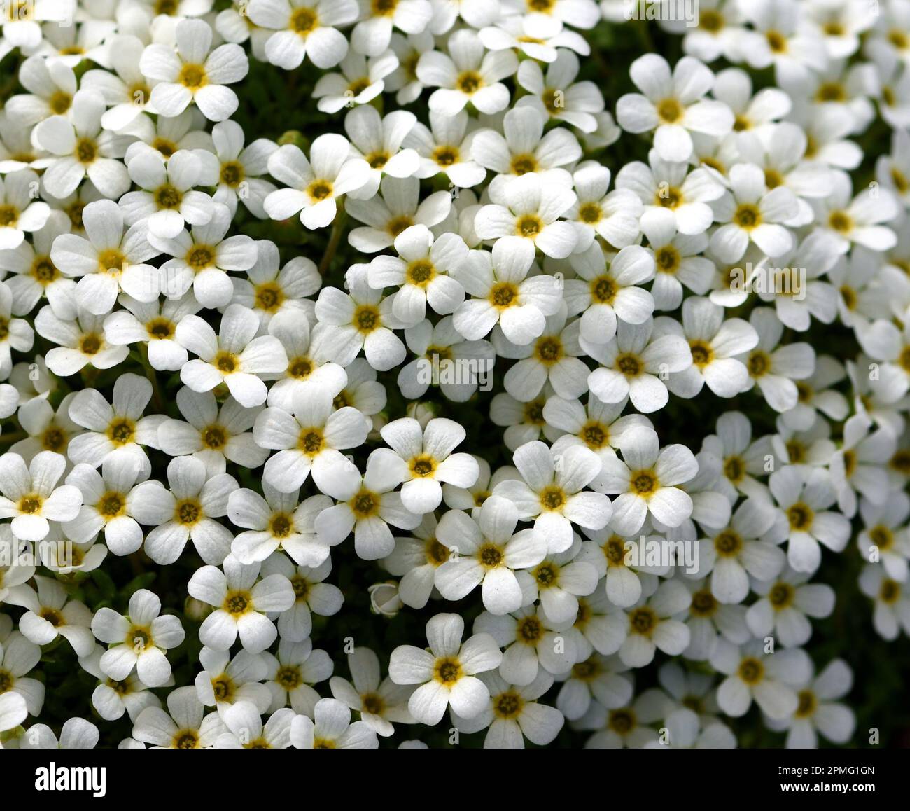The white flowers of Rock Jasmine in closeup. Stock Photo