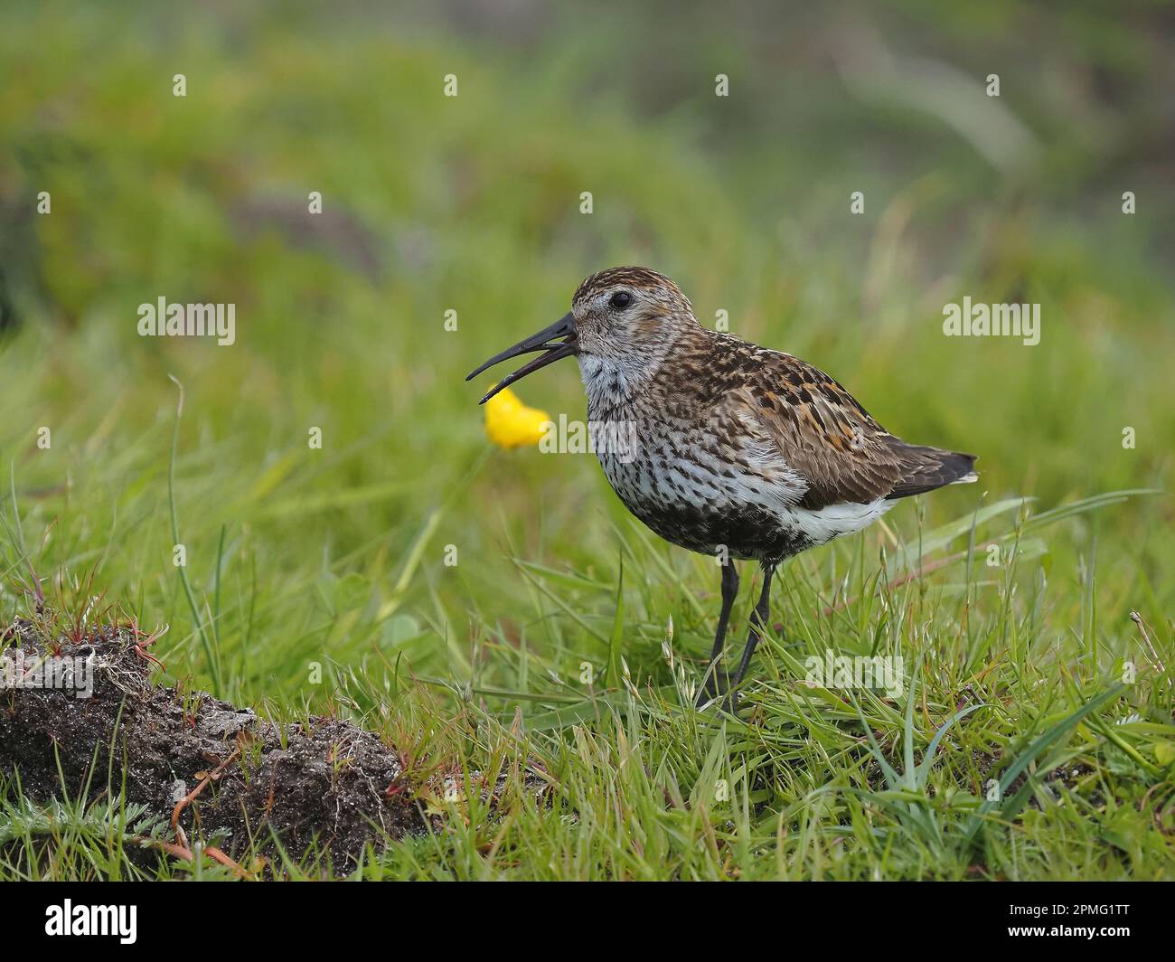 Breeds from april according to latitude hi-res stock photography and ...