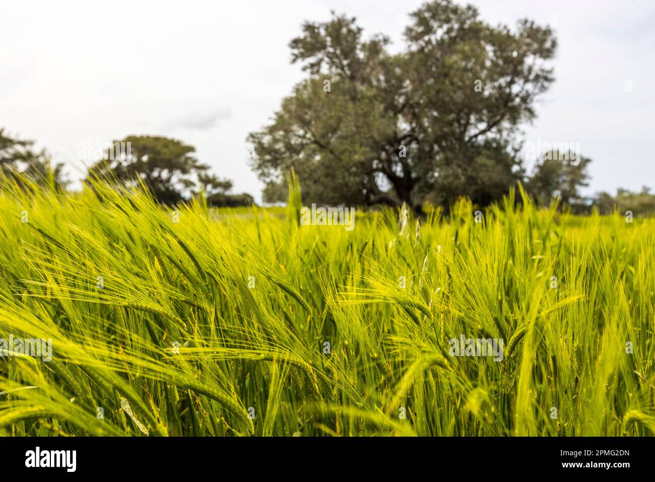 Carob trees in barley field. Kormakitis, Cyprus Stock Photo Alamy