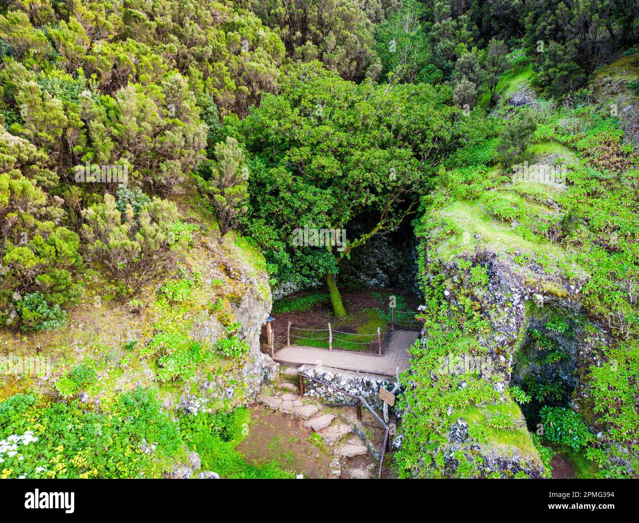 El Hierro Island. Sacred Tree Garoe near Villa de Valverde at El Hierro ...