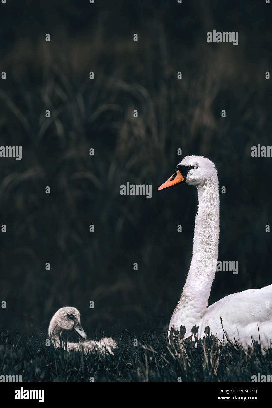 A swanling  or baby swan with its mother resting in grass with reed in the background; dark, somber and moody atmosphere, reduced colours, vintage sty Stock Photo