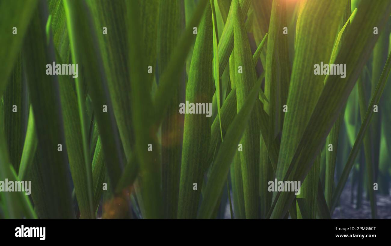 Fresh spring green grass background Stock Photo