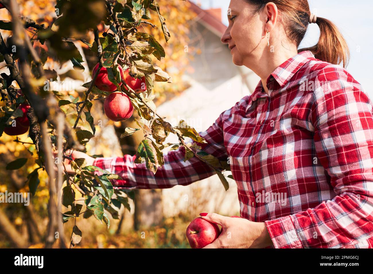 Picking fruit tree hires stock photography and images Alamy
