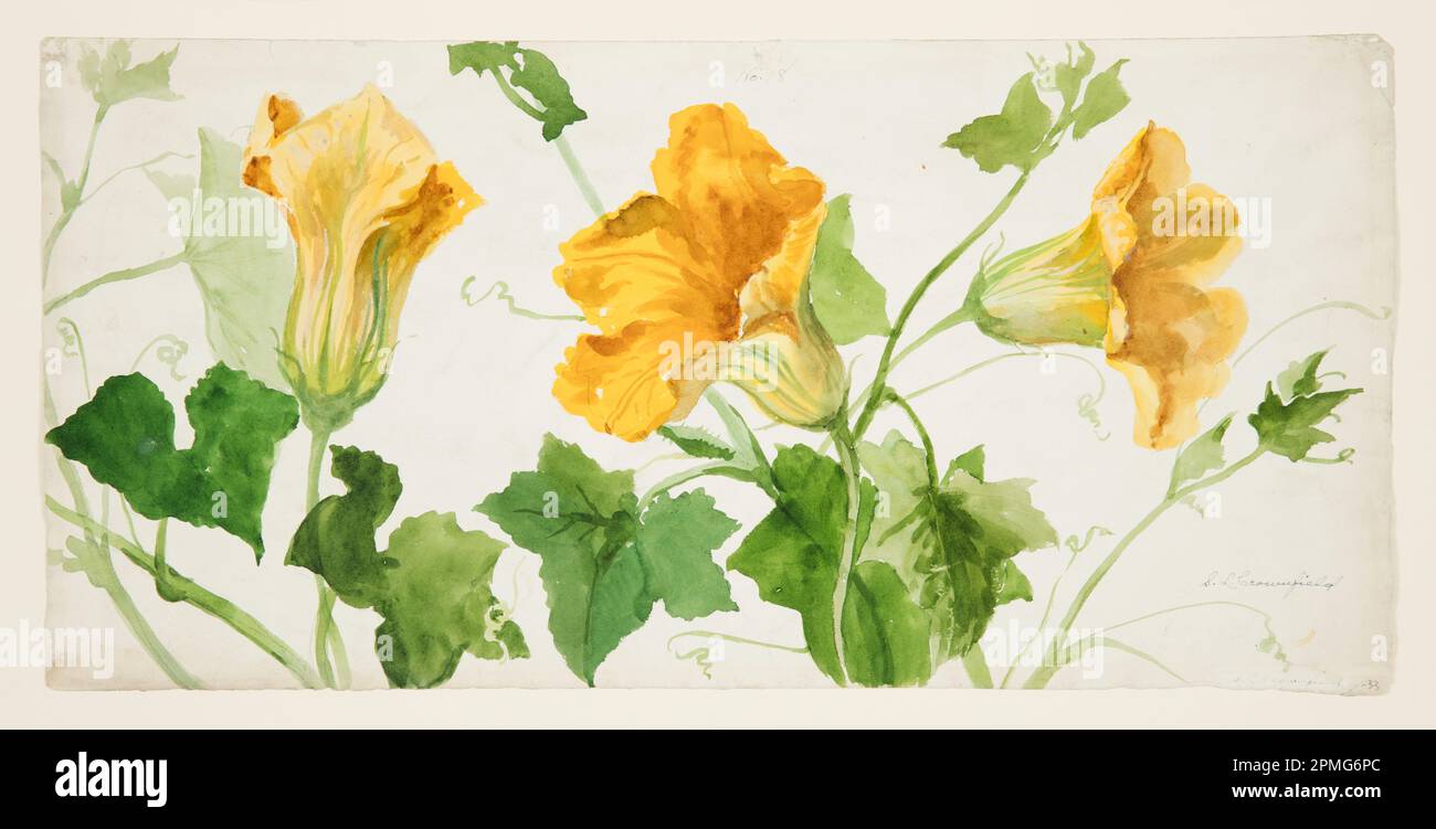Drawing, Study of Squash or Pumpkin Plants; Designed by Sophia L. Crownfield (American, 1862–1929); USA; brush and watercolor, graphite on paper; 27.1 × 56 cm (10 11/16 × 22 1/16 in.) Mat: 55.9 × 71.1 cm (22 × 28 in.) Stock Photo
